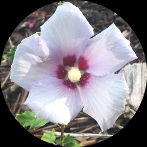 Meet your Posher, Elisa